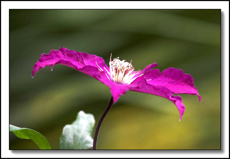 Clematis