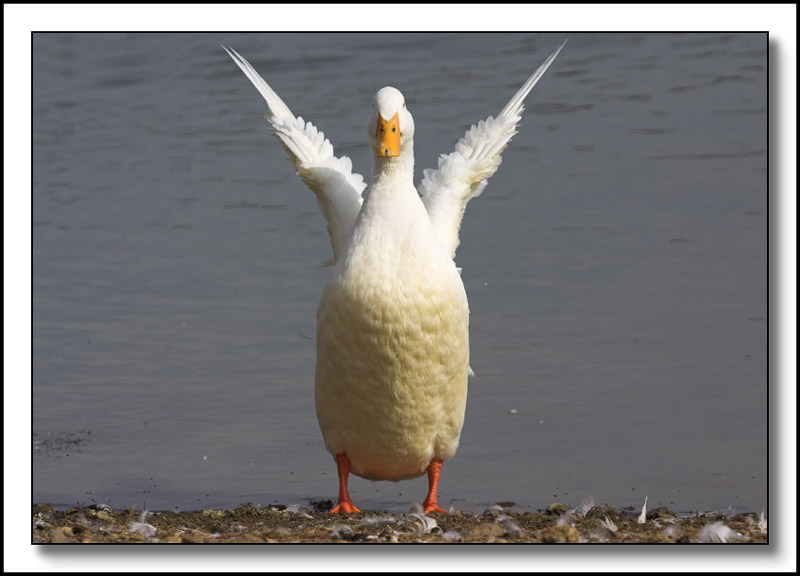 In a flap