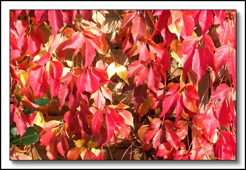 Parthenocissus