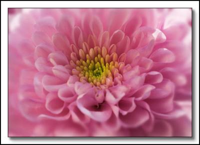 5854   Chrysanthemum