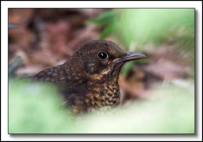 Thrush