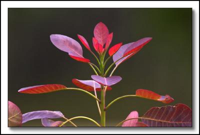 Cotinus coggygria  (Smoke Tree)