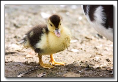 Duckling