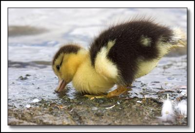 Thirsty duckling