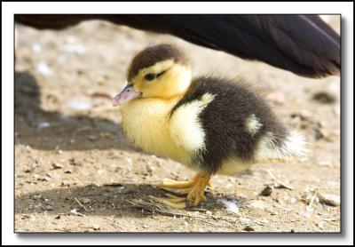 Duckling