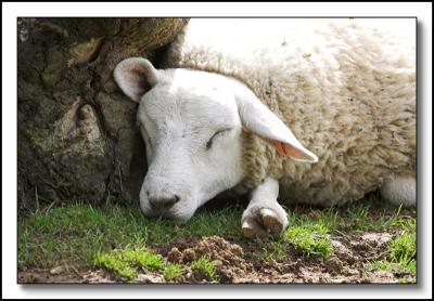 Sheep asleep