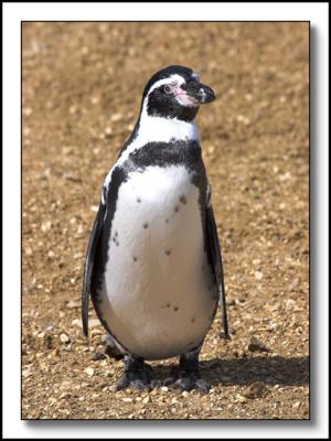 7956  Humboldt Penguin