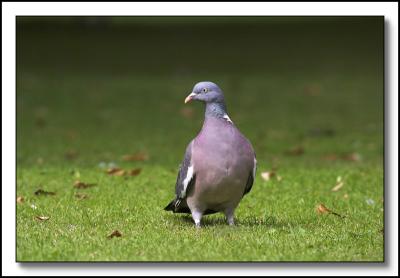 Pigeon