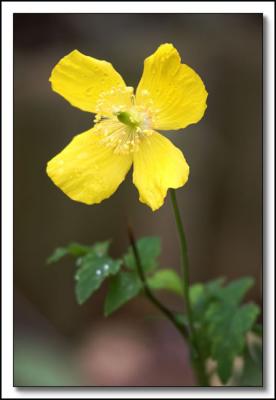 Yellow Poppy