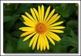 Doronicum Leopards Bane