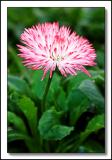 Bellis