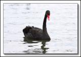Black Swan