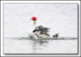 Making a splash