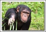 8017  Chimpanzee