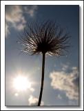 Pulsatilla vulgaris