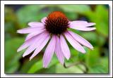 Echinacea purpurea