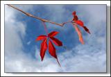 Parthenocissus quinquefolia Virginia Creeper