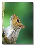 Squirrel climbing