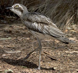 Stone Curlew