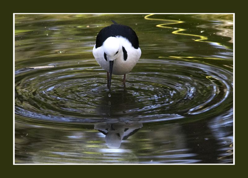 Black Winged Stilt