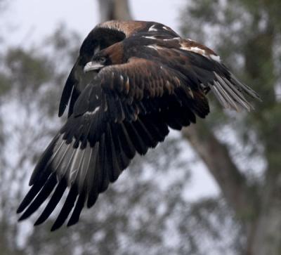Black Breasted Buzzard