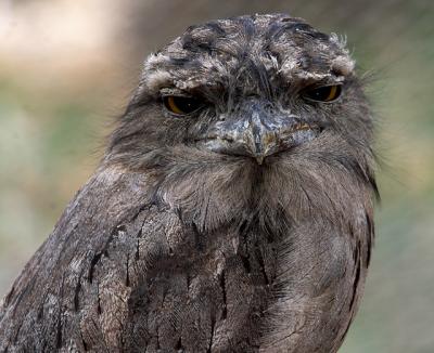 Tawney Frogmouth
