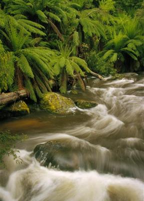 Taggerty River