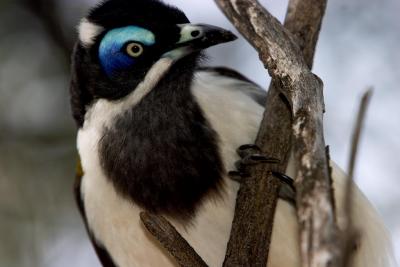 Blue Faced HoneyEater