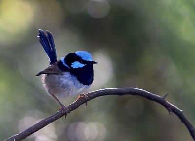 Superb Fairy Wren