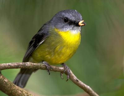 Yellow Robin