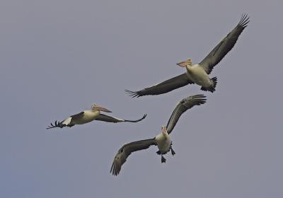 Pelicans In Flight