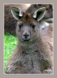 Kangaroo