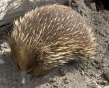 Echidna