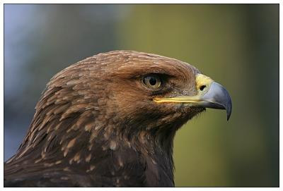 Eagle Portrait