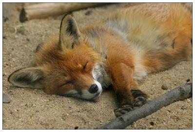 Red Fox