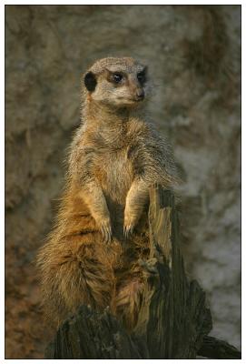 Suricate