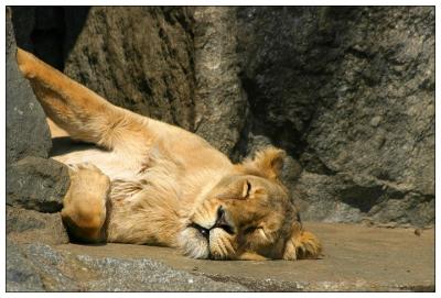 Sleeping Lion