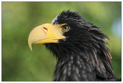 Steller's Sea Eagle