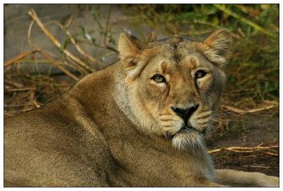 Lion Portrait