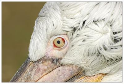 The eye of the pelican