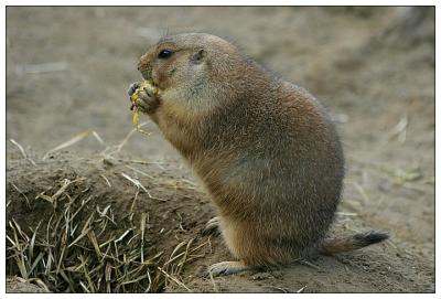 Prairie Dog