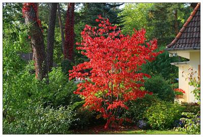 Autuum Colors II