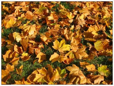 Autuum leaf