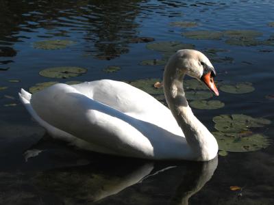 HGLSwan.jpg