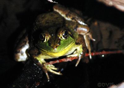Froggy1.jpg