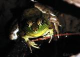 Froggy1.jpg