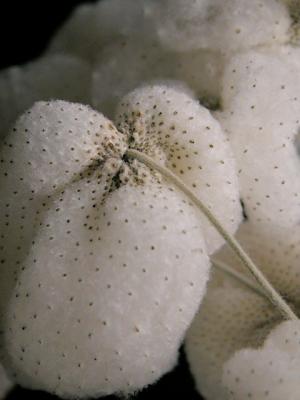 anenome seed pods