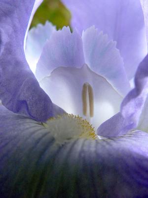 Blue Iris 1