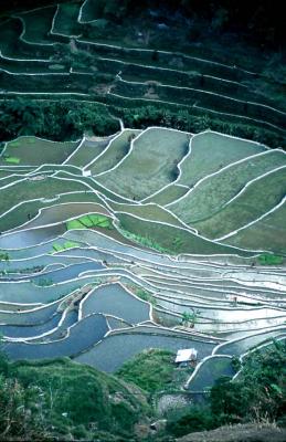 Banau rice terrace.jpg