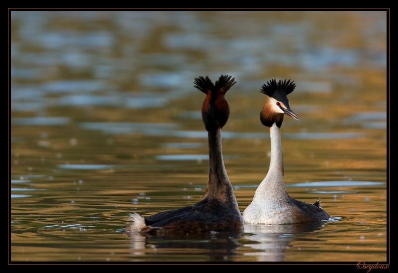 CRW_8318